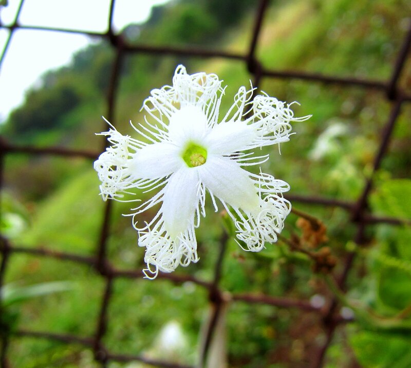 White Flower with Fringed Petals — Natural