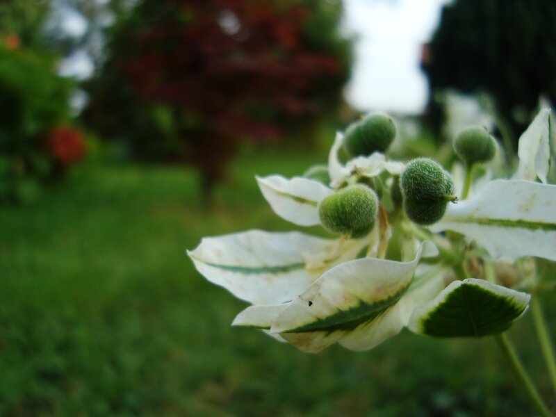 White Flower with Green Buds — Serene
