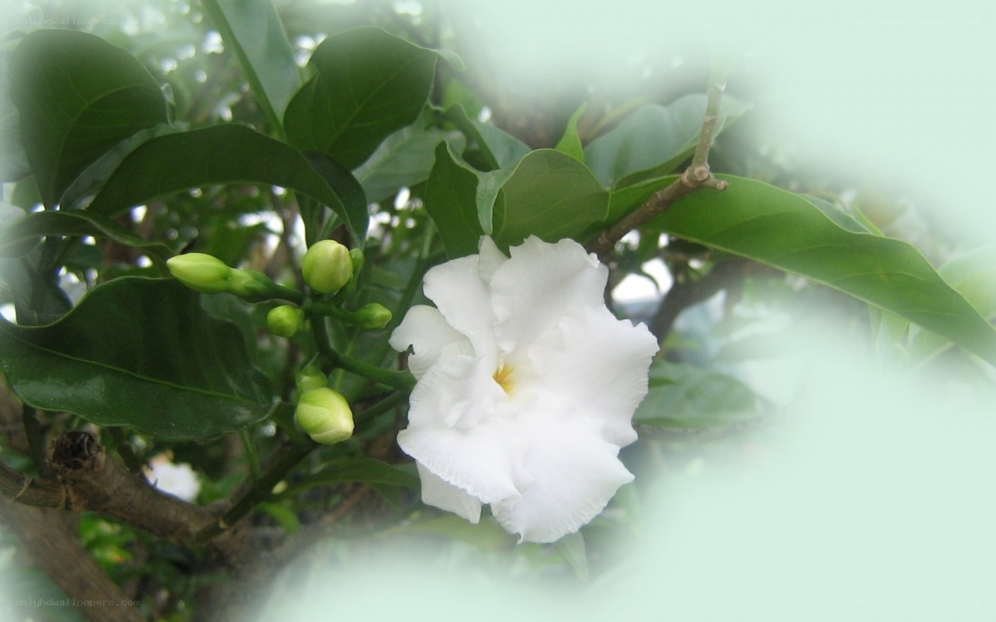 White flower with green buds