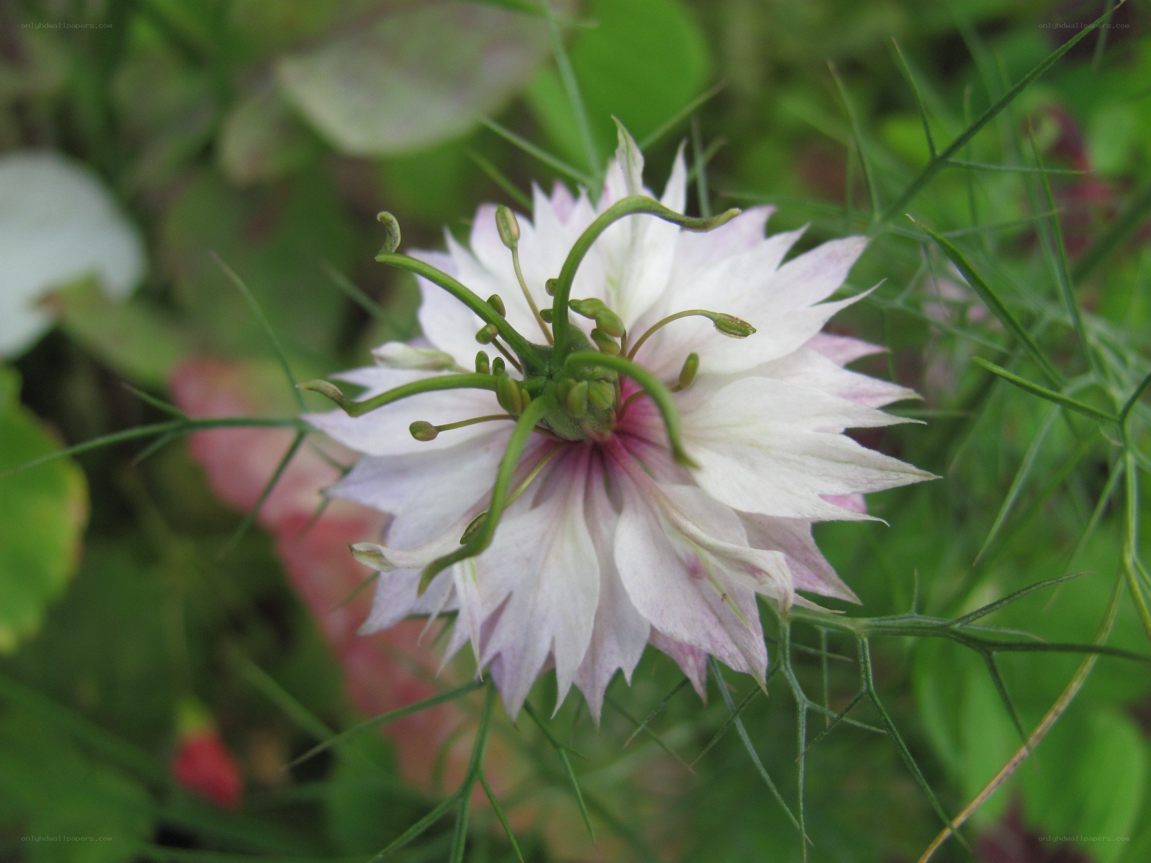 white flower with green center