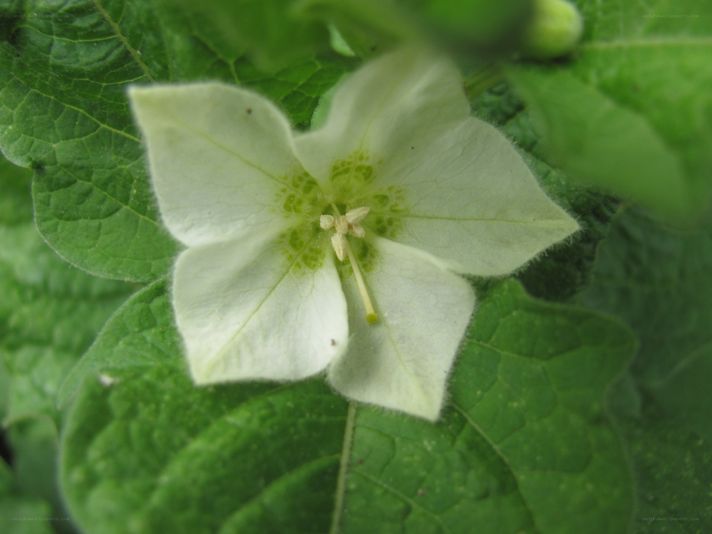 white flower with green center
