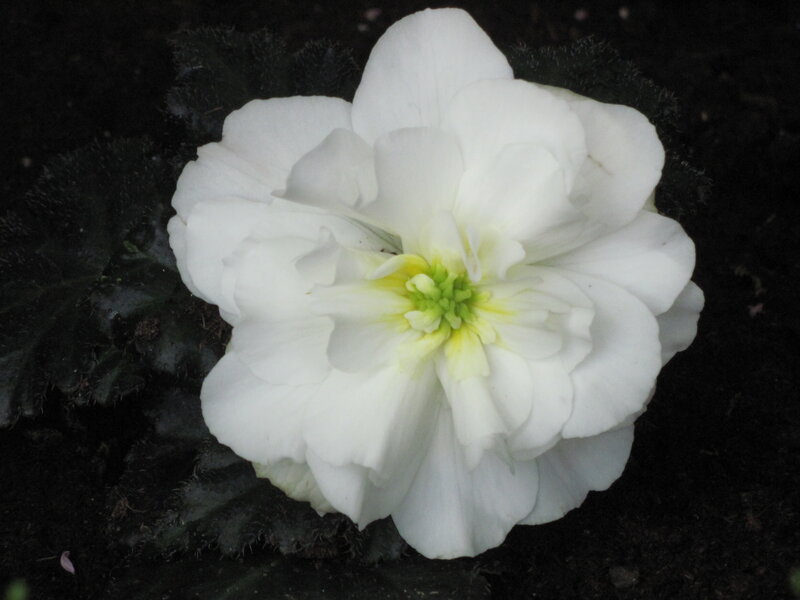 White Flower with Green Center — Calm, Photograph
