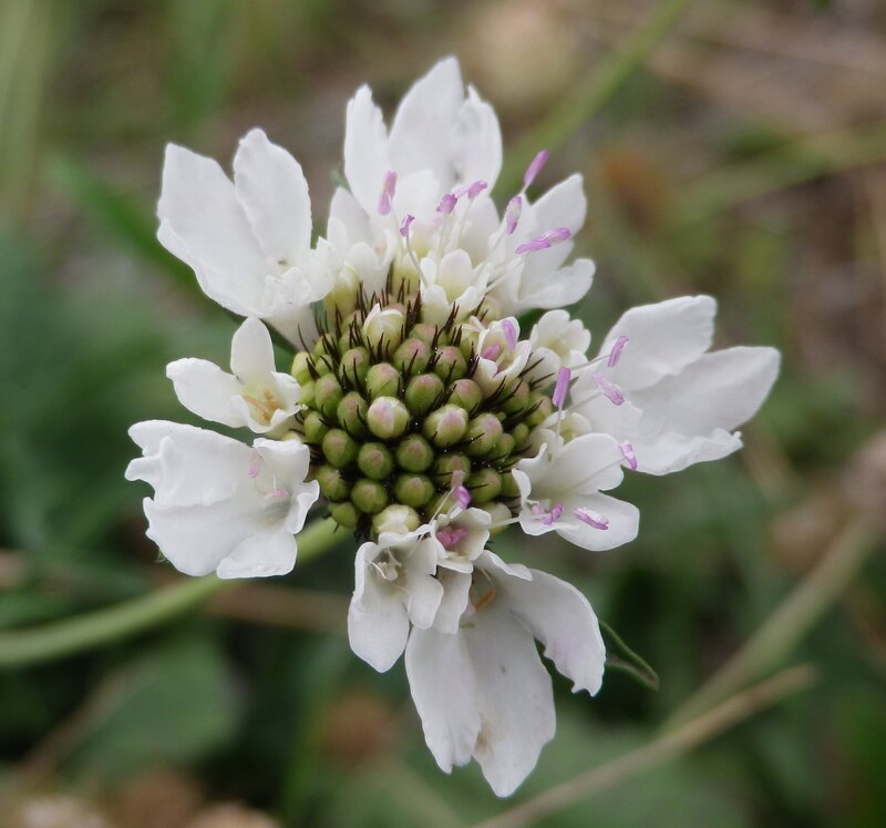 White Flower with Green Center — Calm