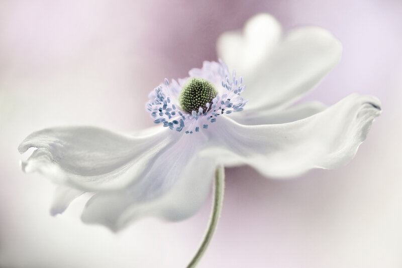 White Flower with Green Center — Serene, Photograph