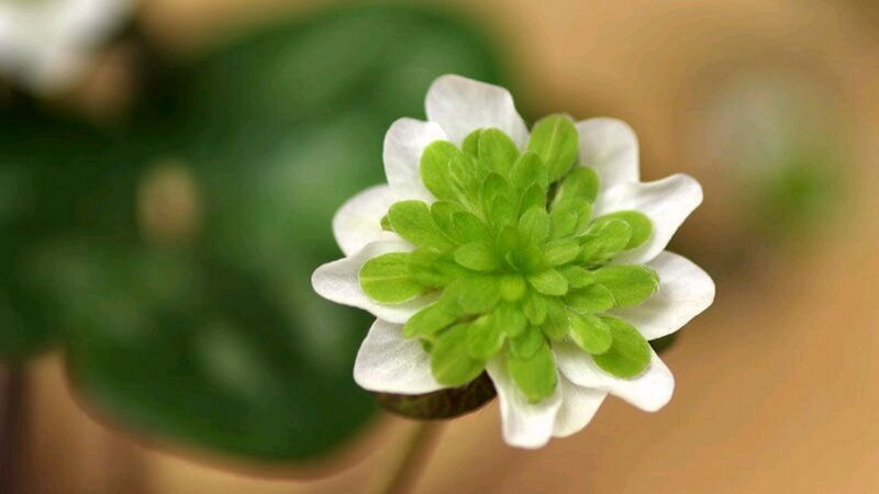 White Flower with Green Center — Serene
