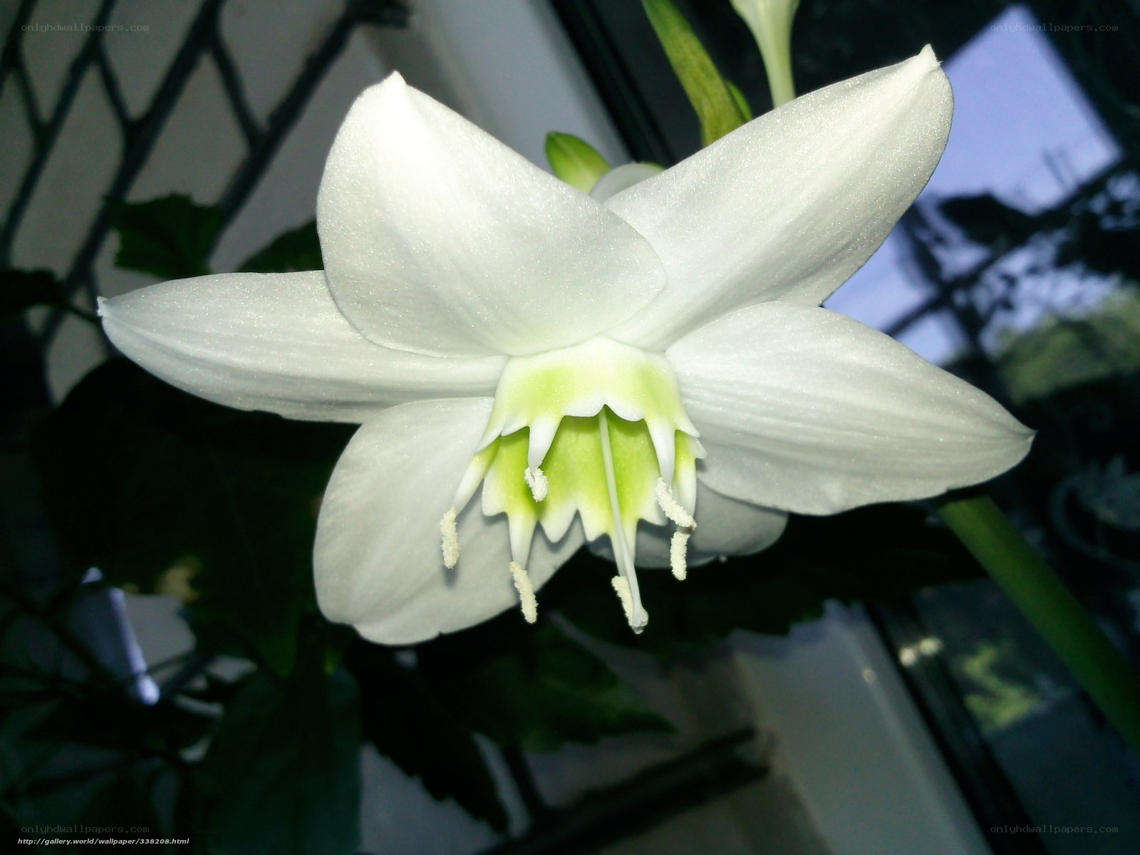 white flower with green center