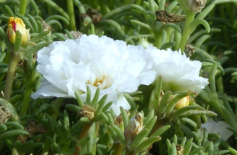 White flower with green foliage