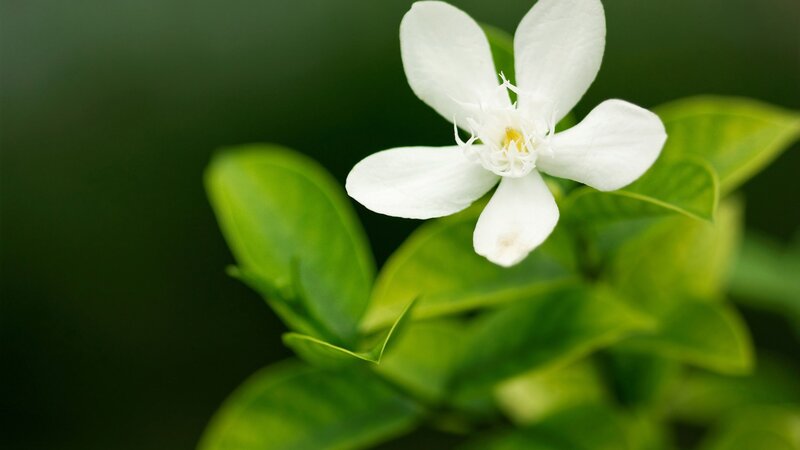 white flower with green leaves