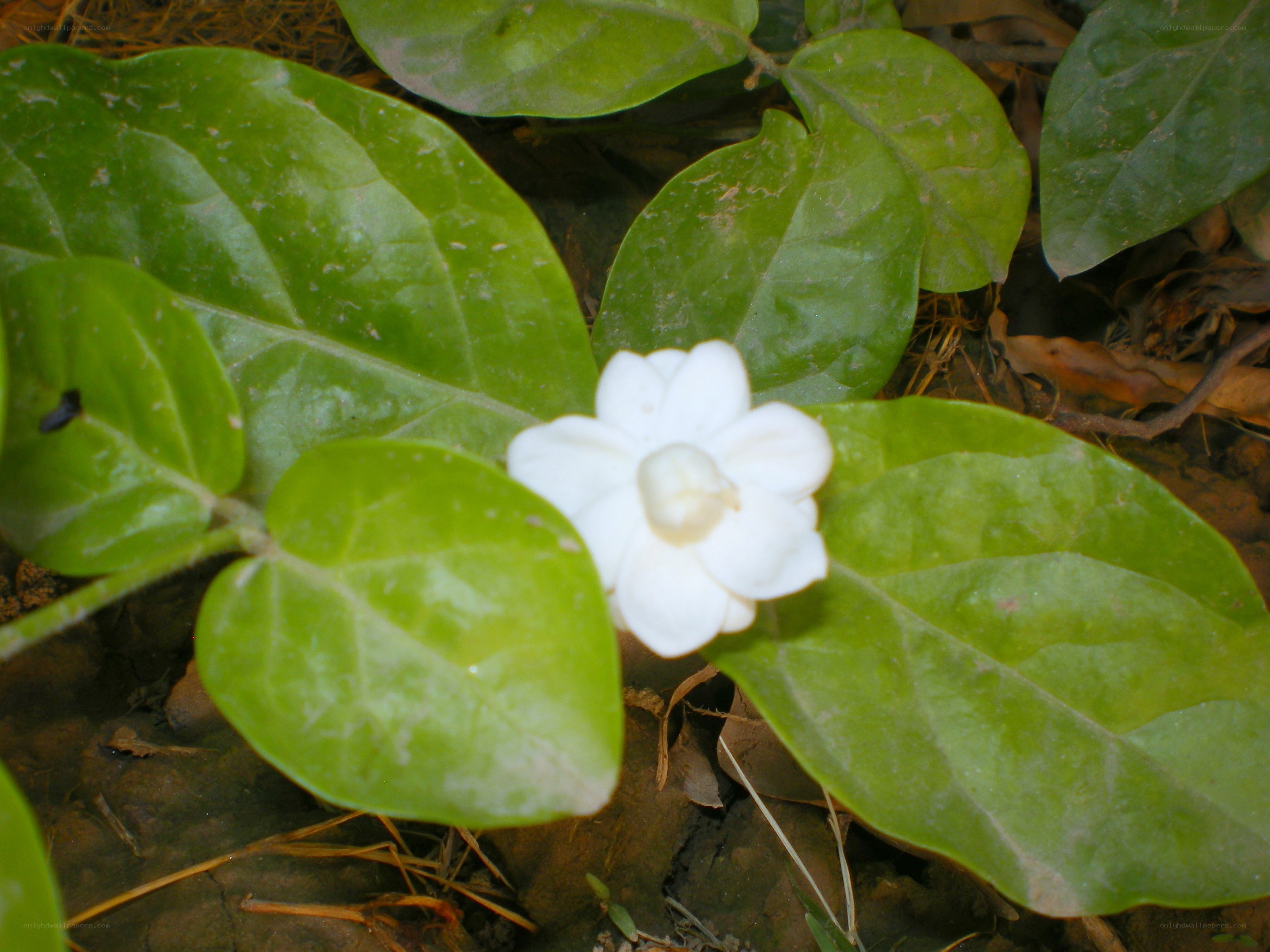 white flower with green leaves