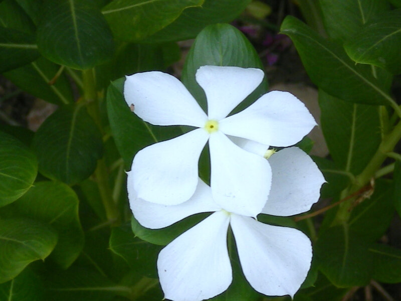 white flower with green leaves