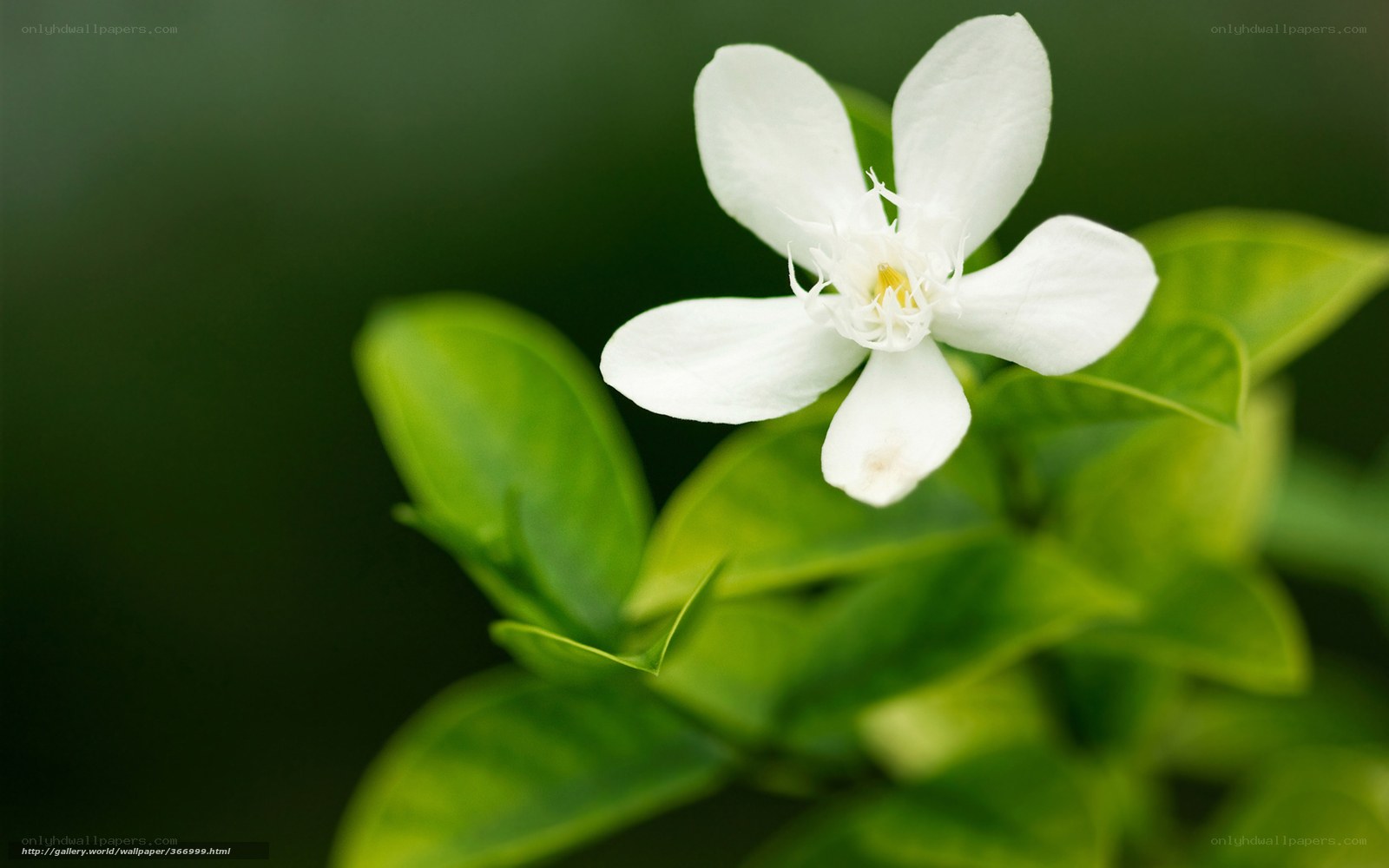 white flower with green leaves