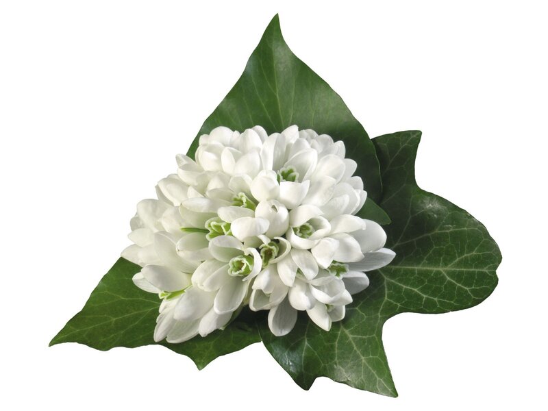 white flower with green leaves
