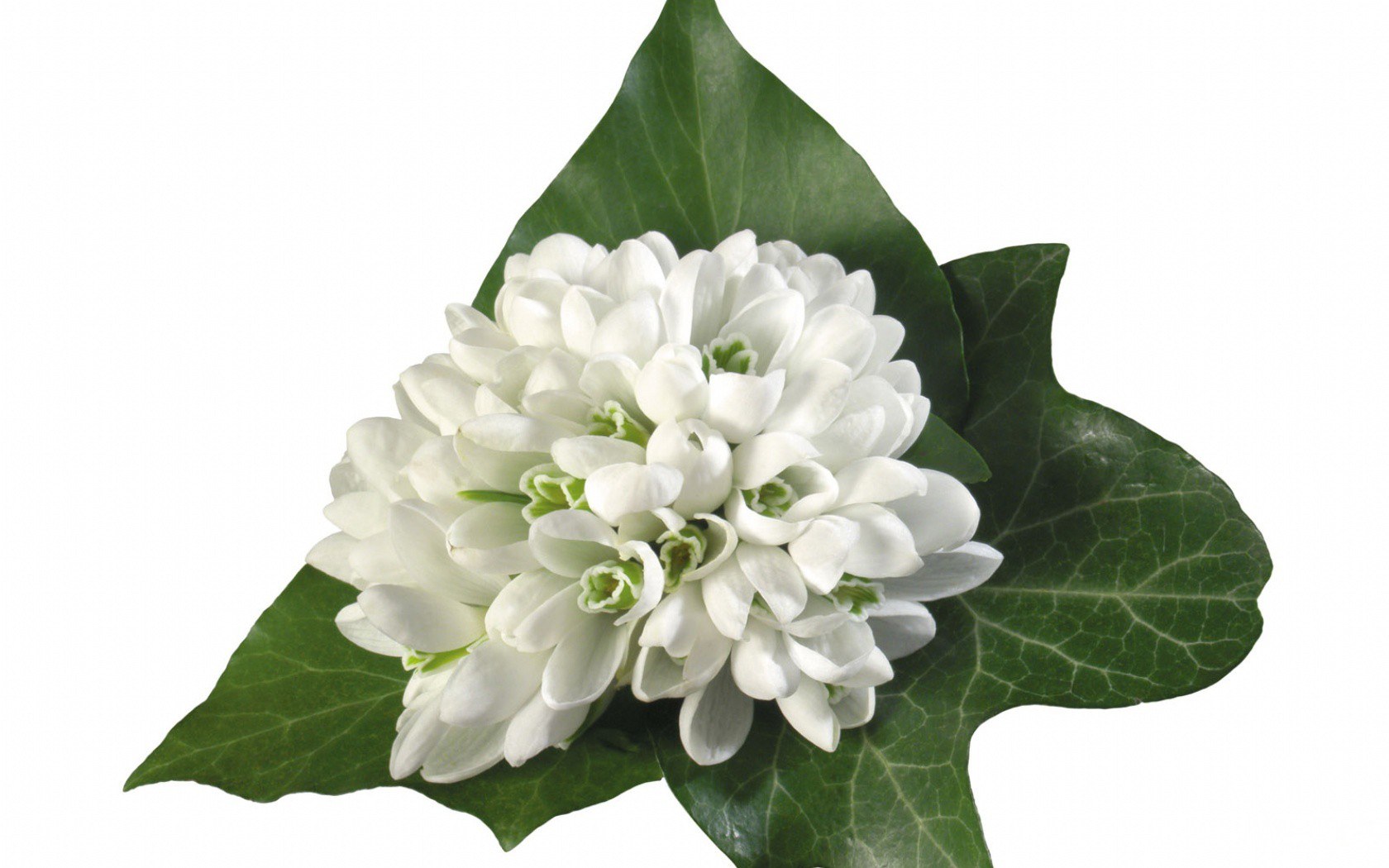 white flower with green leaves