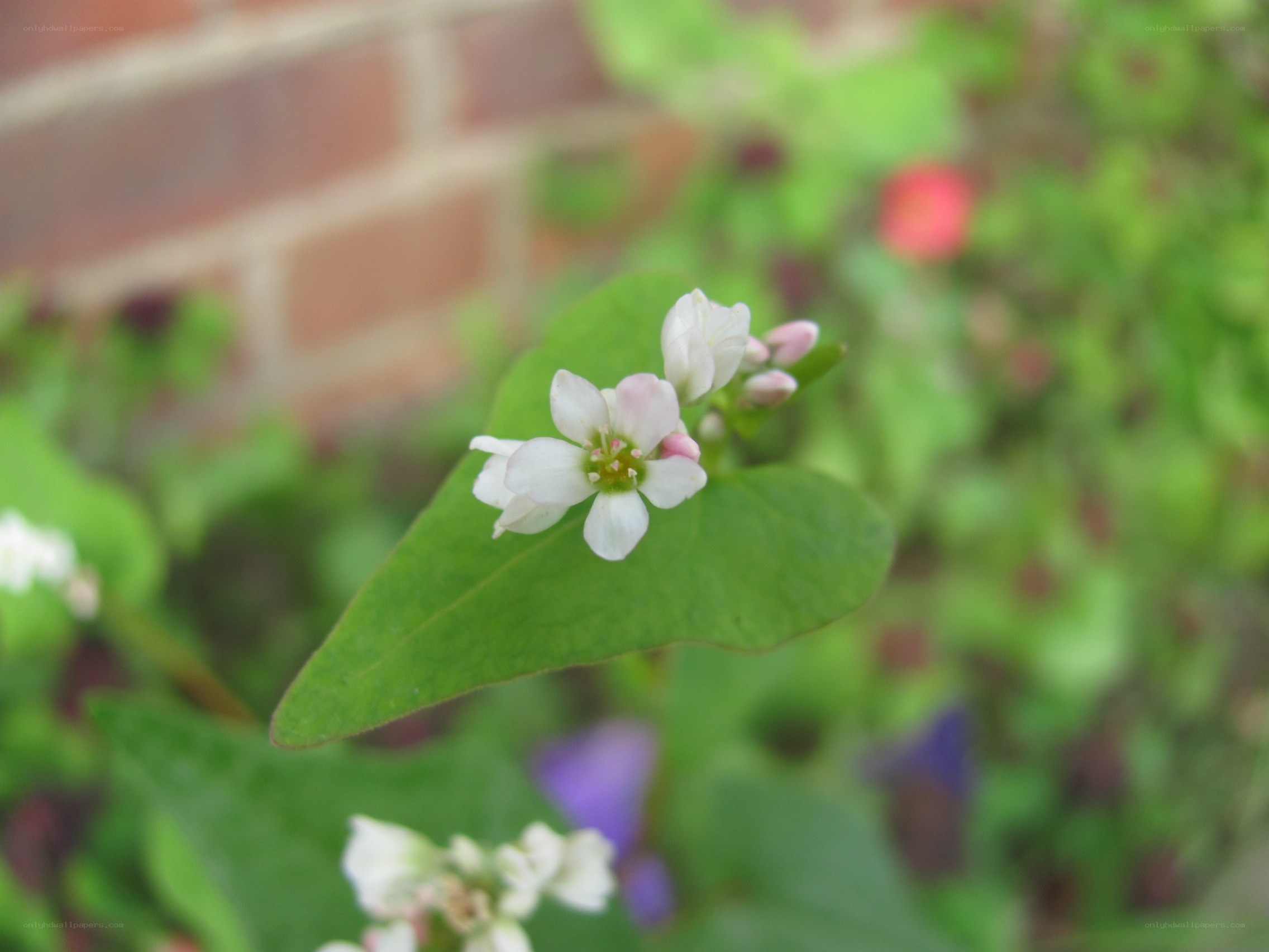 white flower with green leaves