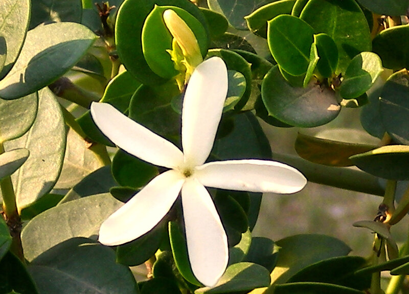 White Flower with Green Leaves — Calm, Afternoon