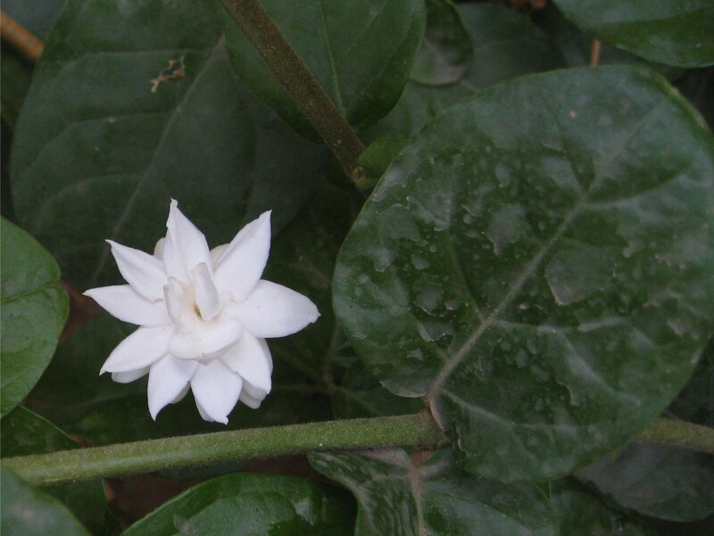 White Flower with Green Leaves — Calm, Photograph, Stem