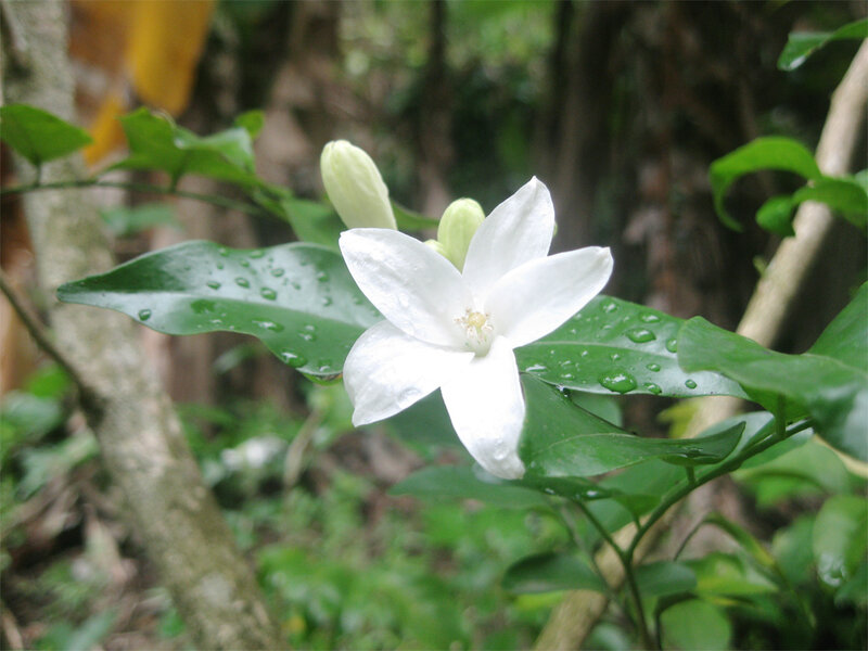 White Flower with Green Leaves — Calm, Photograph