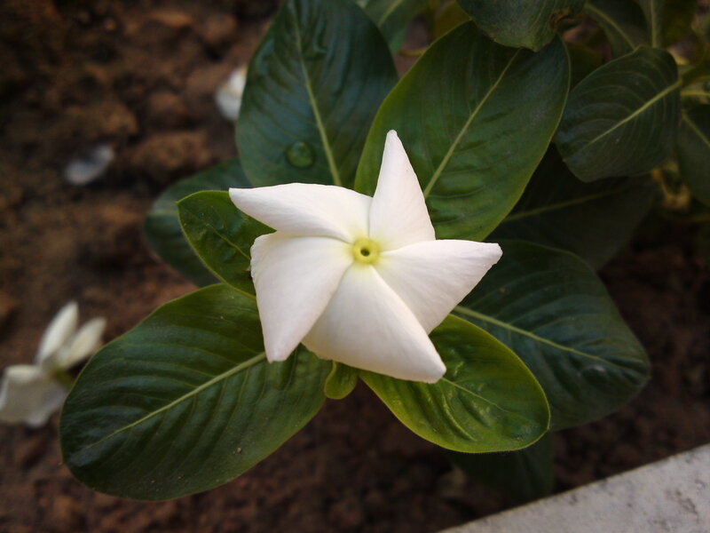 White Flower with Green Leaves — Calm