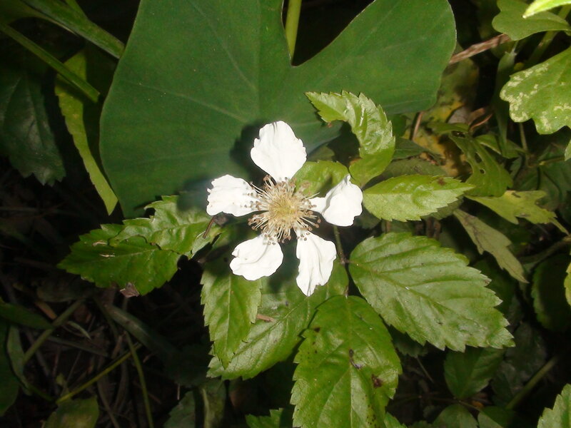 White Flower with Green Leaves — Natural, Night