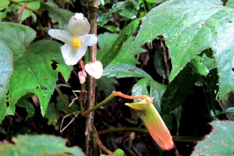 White Flower with Green Leaves — Natural