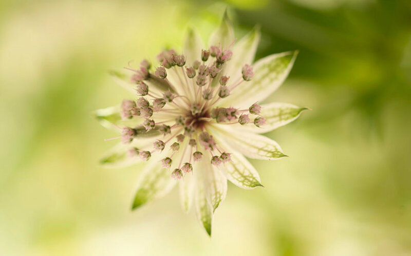 White Flower with Green Leaves — Serene, Photograph, Buds