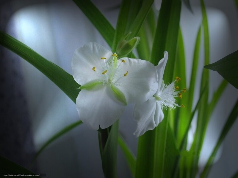 White Flower with Green Leaves — Serene, Photograph, Stamen