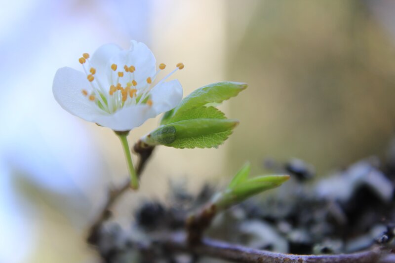 White Flower with Green Leaves — Serene, Spring, Photograph, Branch