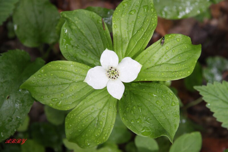 White Flower with Green Leaves — Serene, Spring, Photograph
