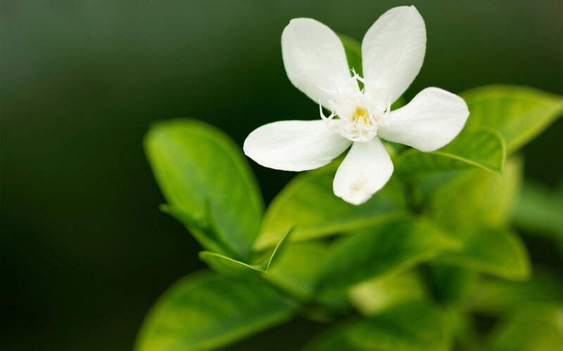 White Flower with Green Leaves — Serene