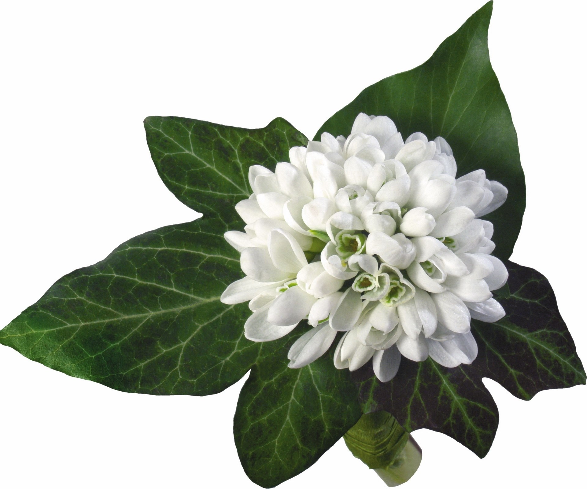 white flower with green leaves
