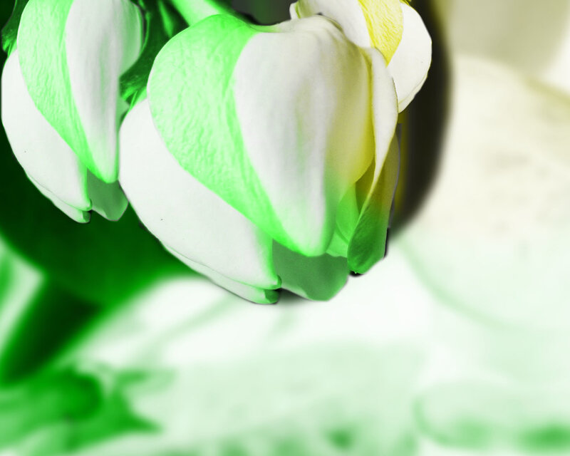 White Flower with Green Petals