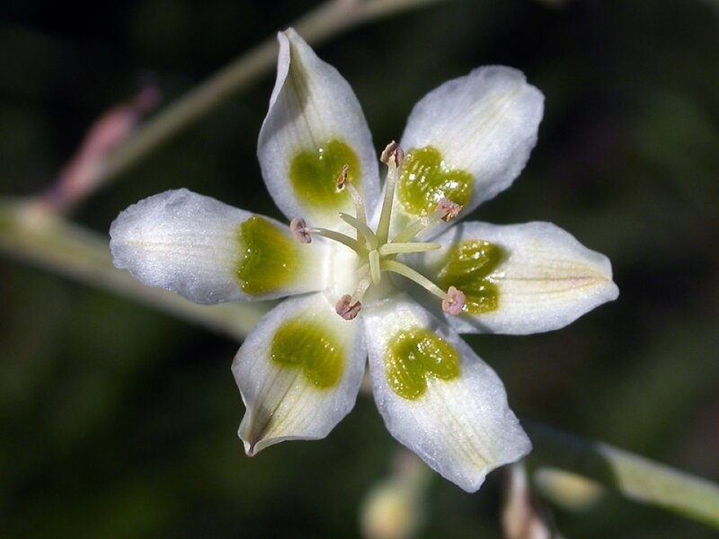 White Flower with Green Spots — Calm