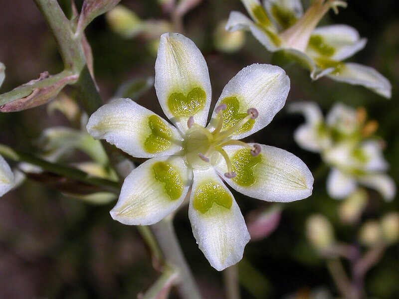 White Flower with Green Spots
