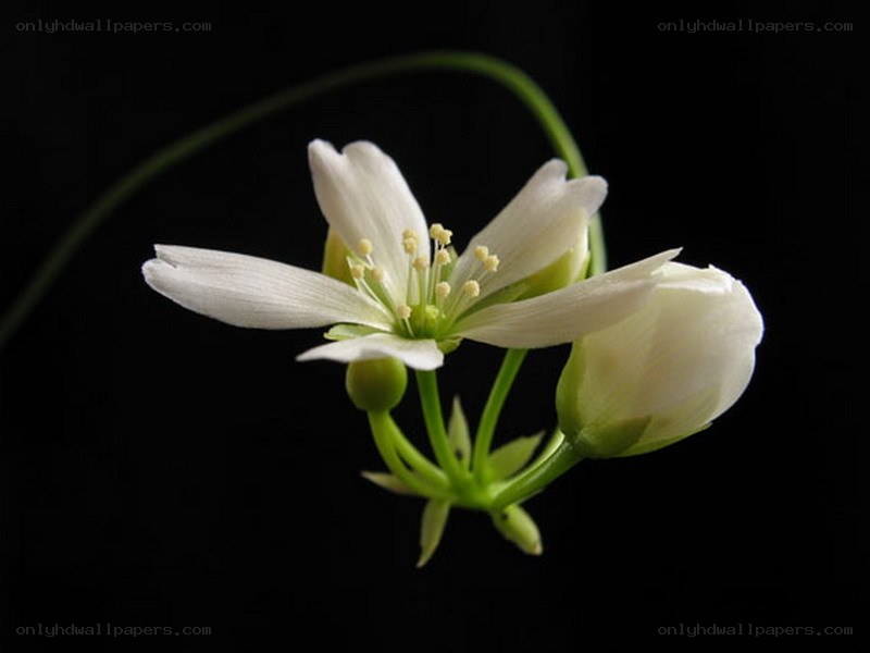 white flower with green stem