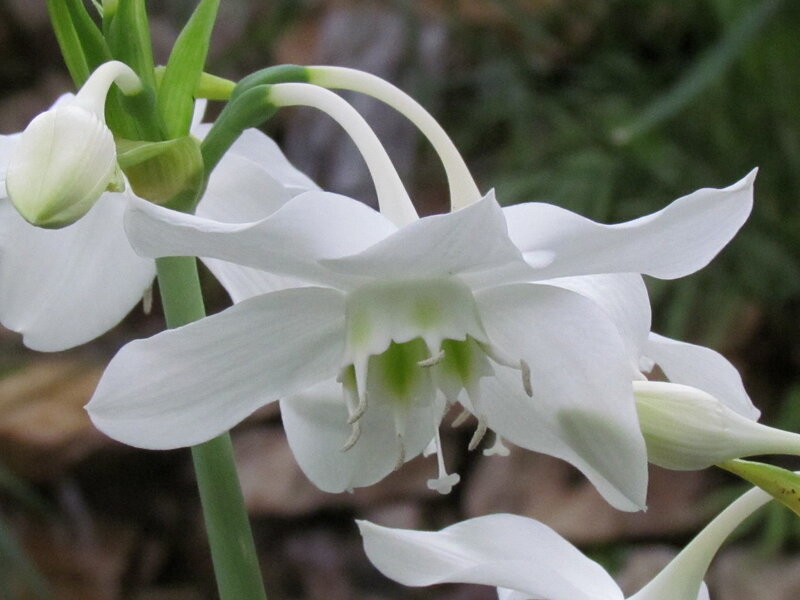 White Flower with Green Stem — Calm