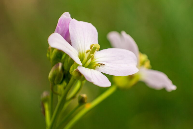 White Flower with Green Stem — Serene