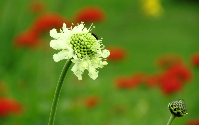 White Flower with Insect — Green