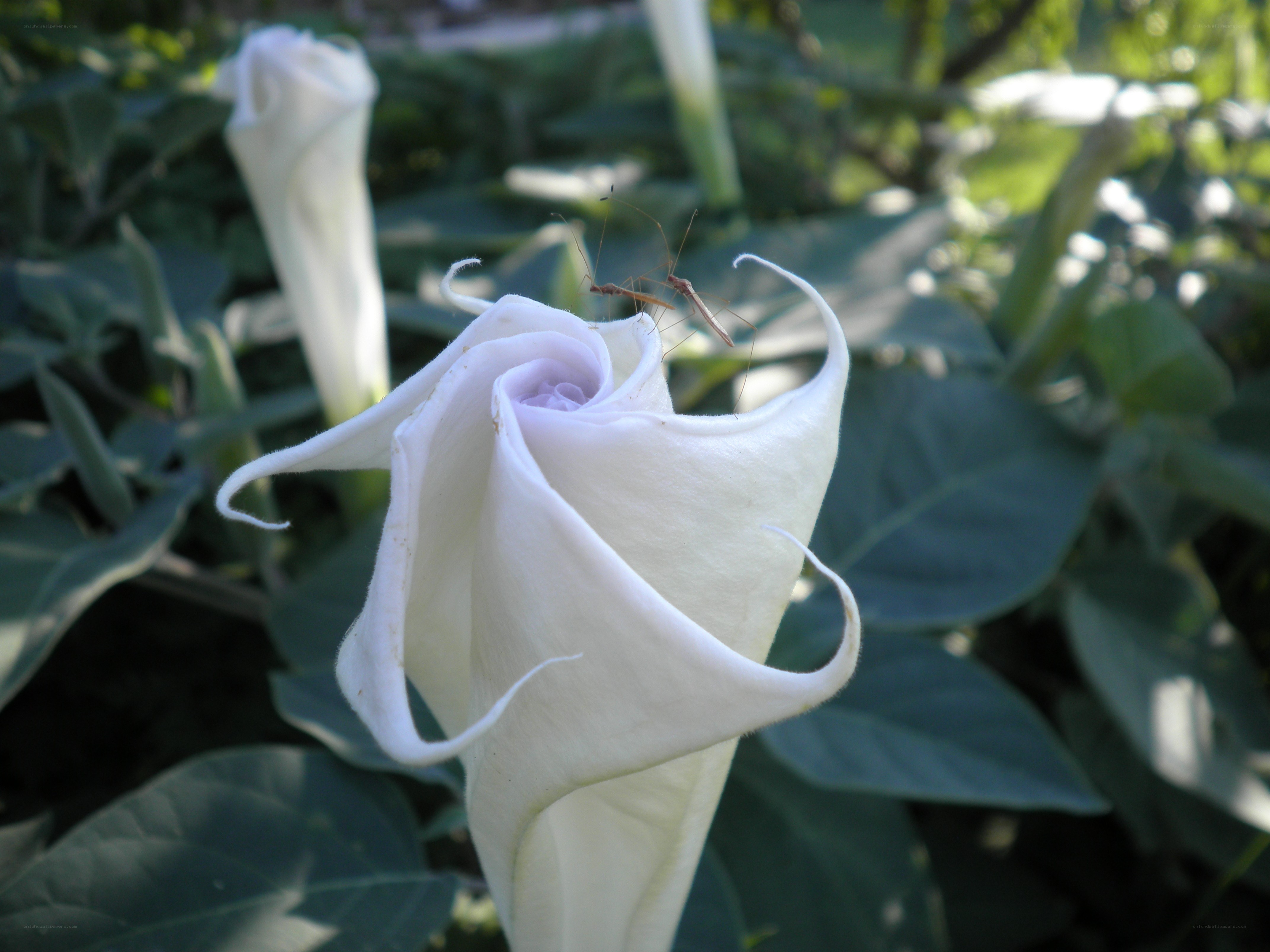 White flower with insect
