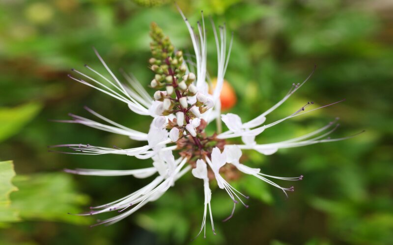 white flower with long stamens