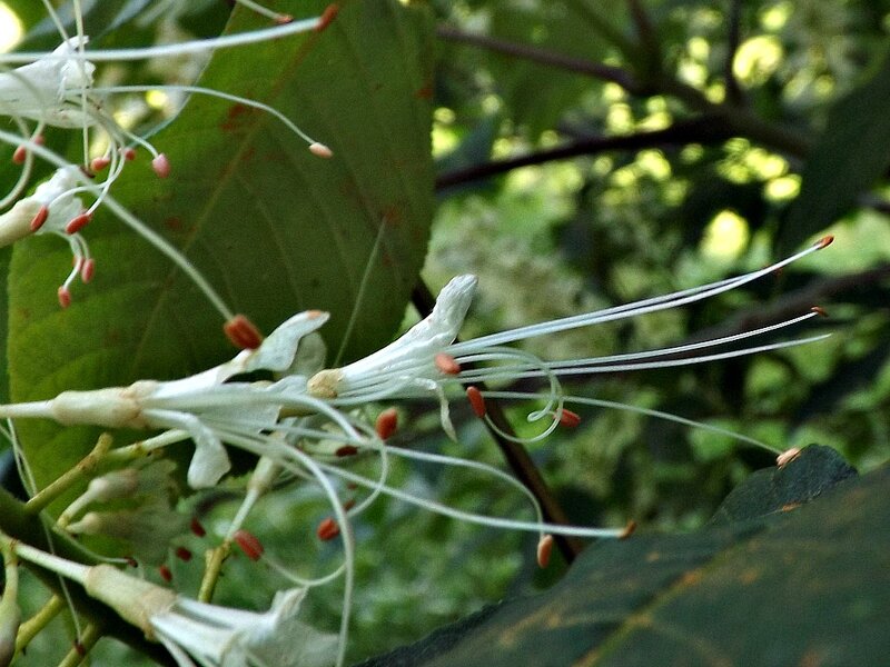 White Flower with Long Stamens — Green