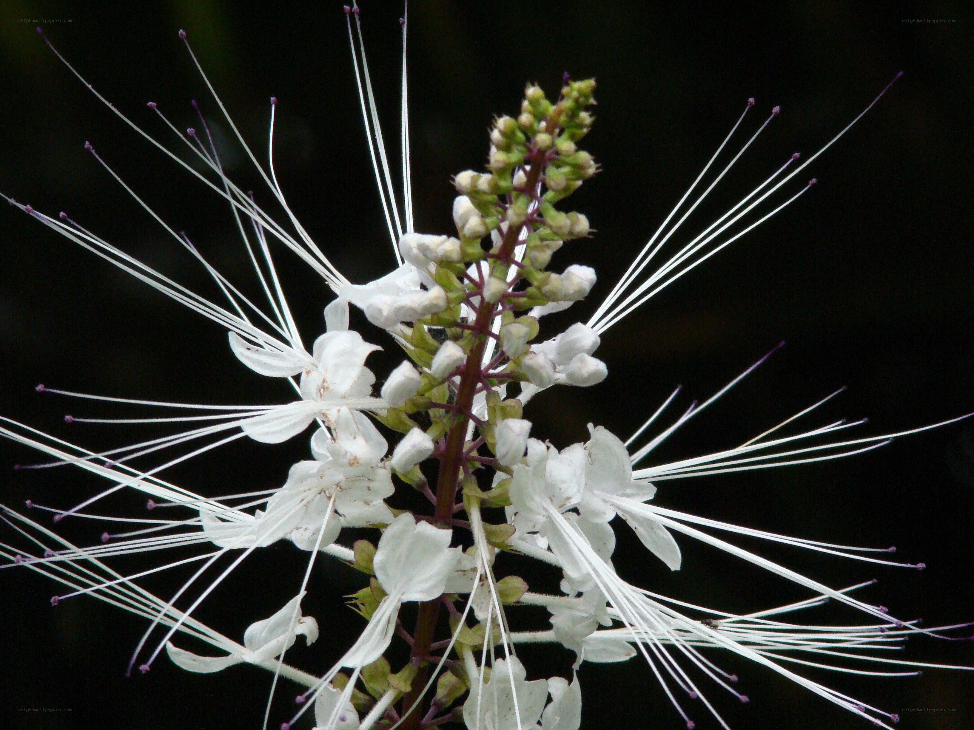 White flower with long stamens