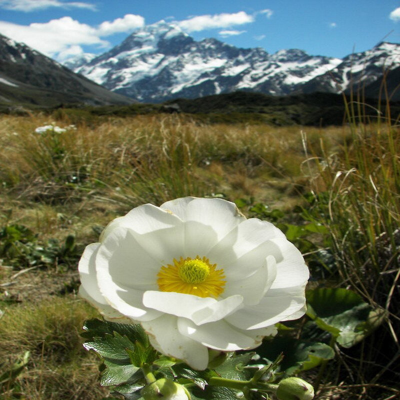 White flower with mountain backdrop