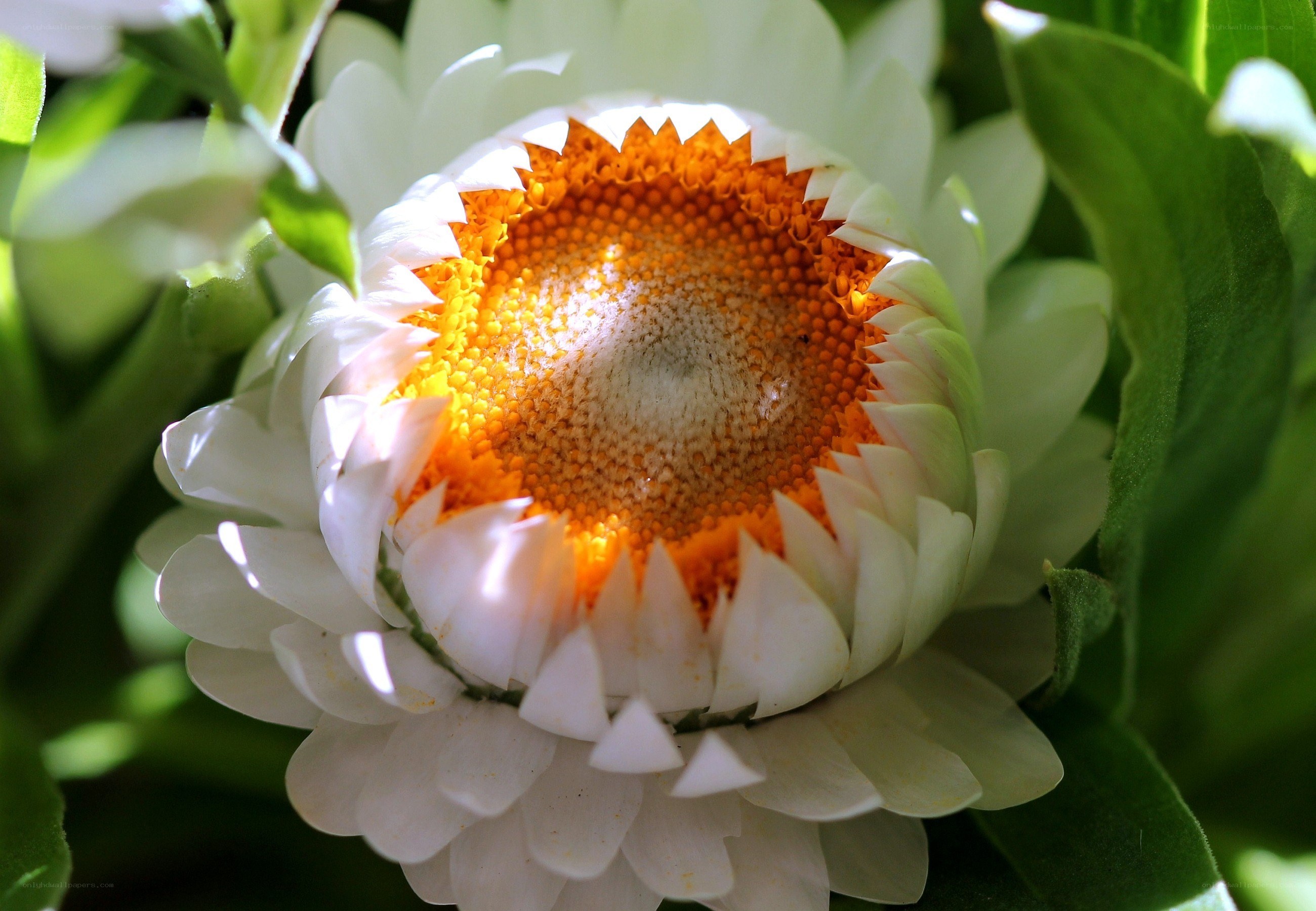 White flower with orange center