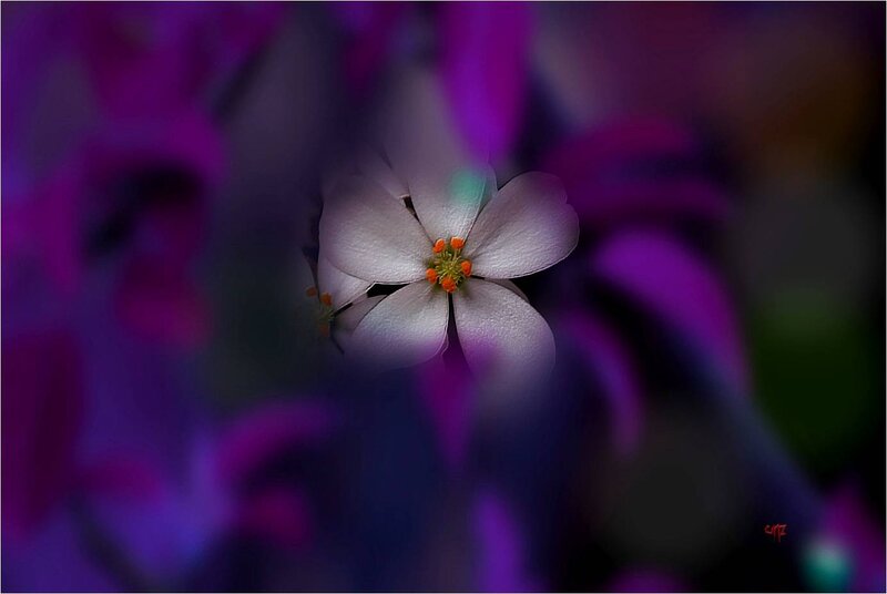 White Flower with Orange Center — Purple