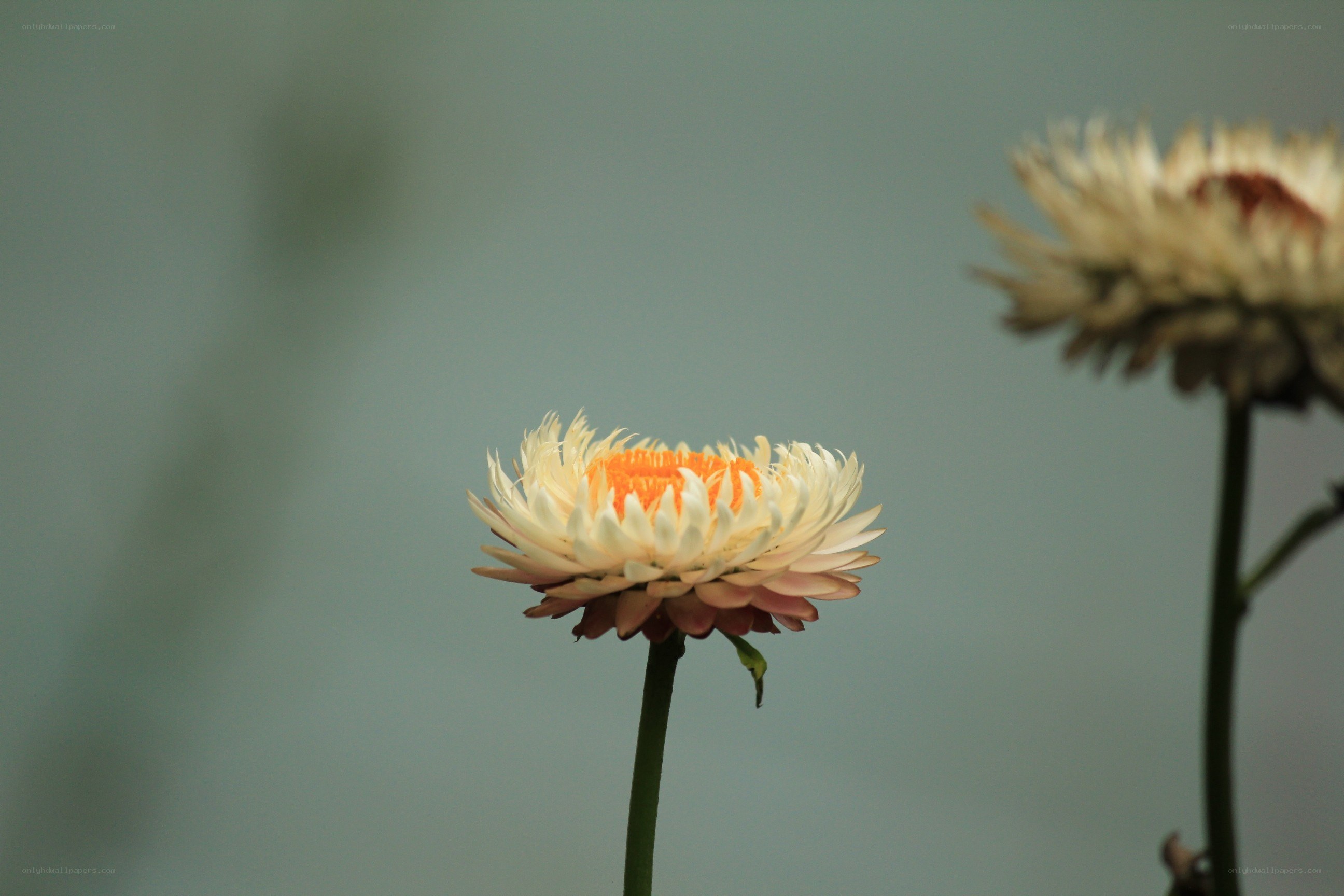 White flower with orange center
