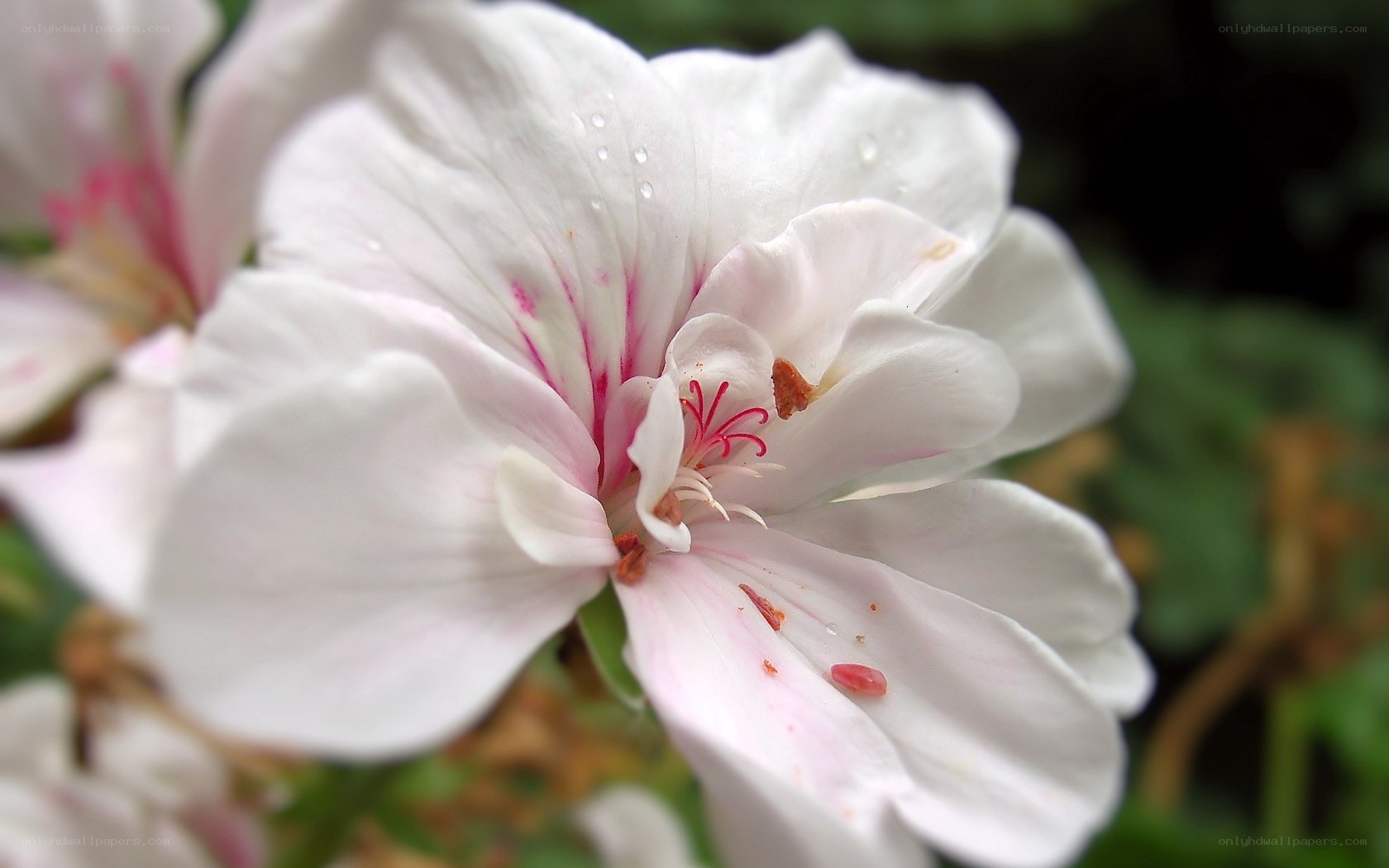 White flower with pink center