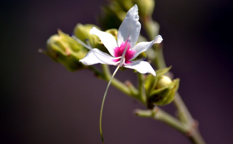 White Flower with Pink Center — Serene, Photograph