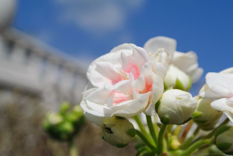 White Flower with Pink Center — Serene, Spring
