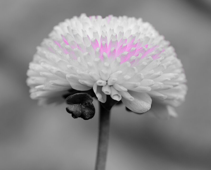 White Flower with Pink Center — Serene