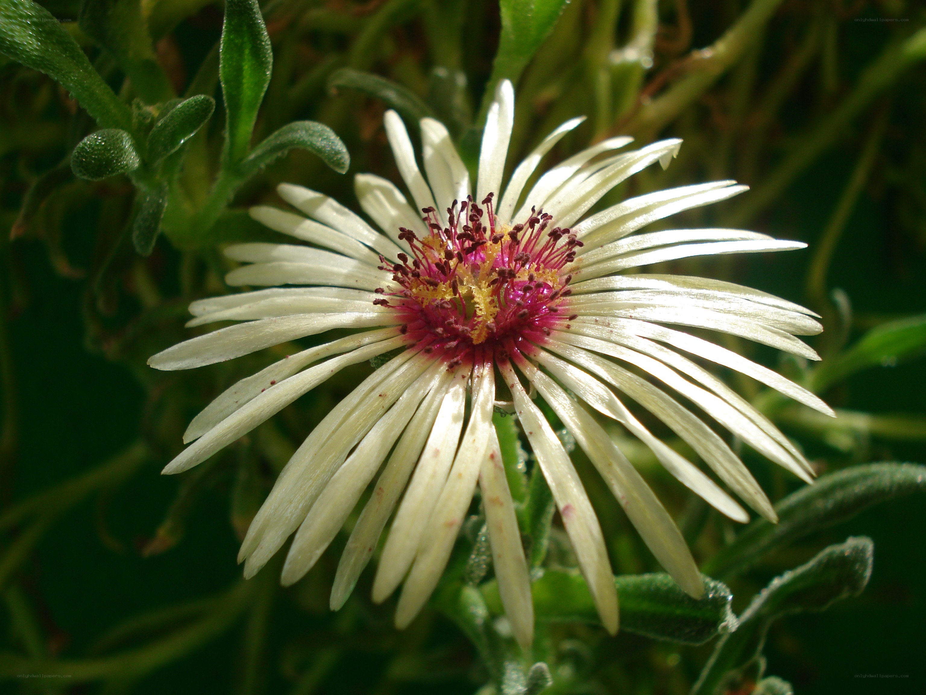 white flower with pink center